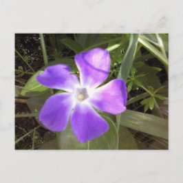 California Wildblomma Vykort