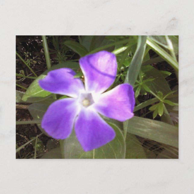 California Wildblomma Vykort (Framsida)