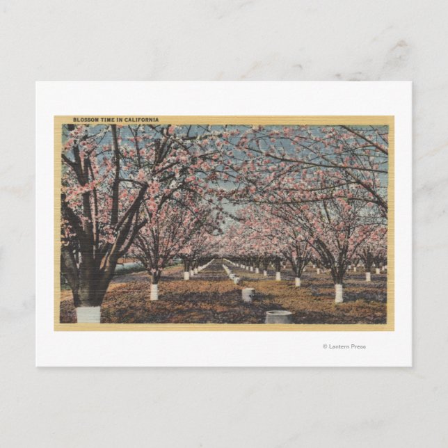 CaliforniaBlossom Blooming på Träd Vykort (Framsida)