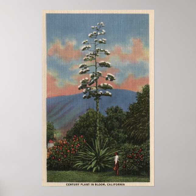 CaliforniaCentury Plant i Bloom Poster (Framsidan)