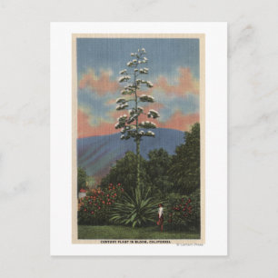 CaliforniaCentury Plant i Bloom Vykort