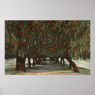 CaliforniaGroves av pepparträd Poster