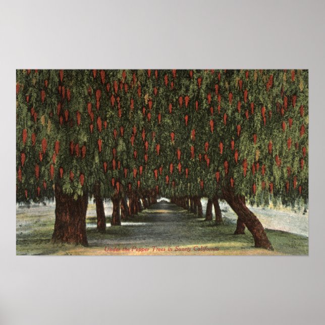 CaliforniaGroves of Pepper Träd Poster (Framsidan)