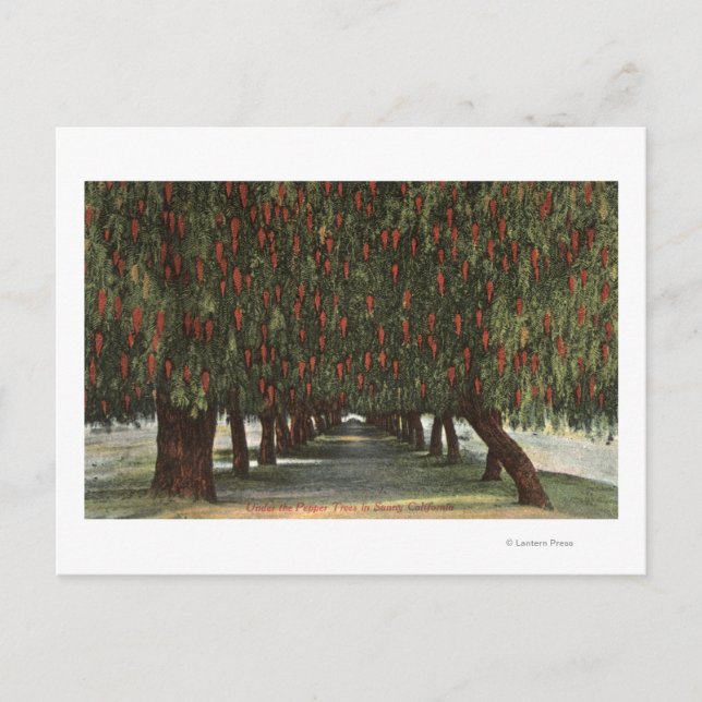 CaliforniaGroves of Pepper Träd Vykort (Framsida)