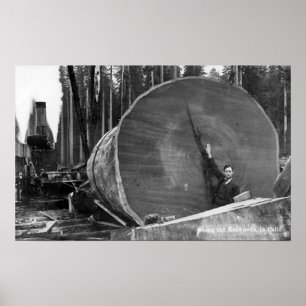 CaliforniaMan Posby cut Redwood Log Poster