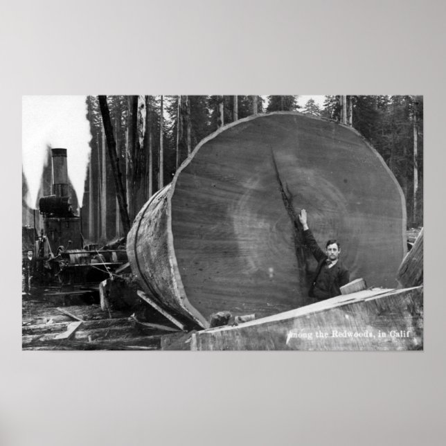 CaliforniaMan Posby cut Redwood Log Poster (Framsidan)