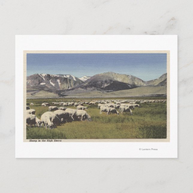 CaliforniaSheep Grazing in High Sierra Vykort (Framsida)