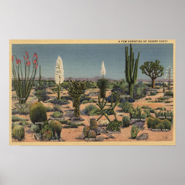 CaliforniaVarieties of Desert Cacti Poster (Framsidan)