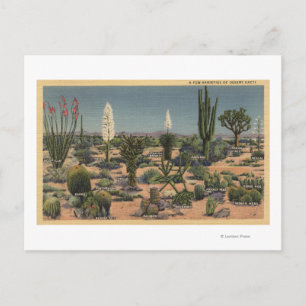 CaliforniaVarieties of Desert Cacti Vykort