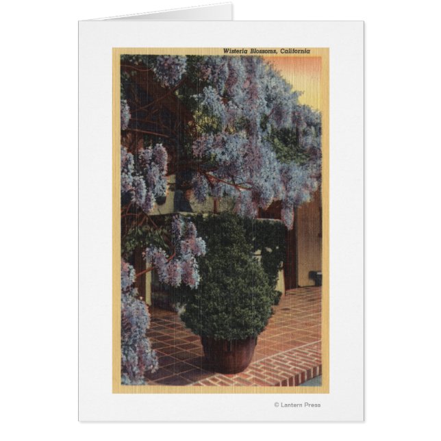 CaliforniaWisteria Plant i Bloom Hälsningskort (Framsidan)
