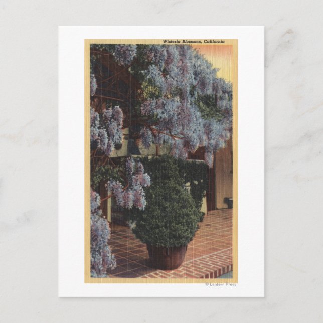 CaliforniaWisteria Plant i Bloom Vykort (Framsida)