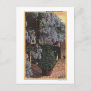 CaliforniaWisteria Plant i Bloom Vykort