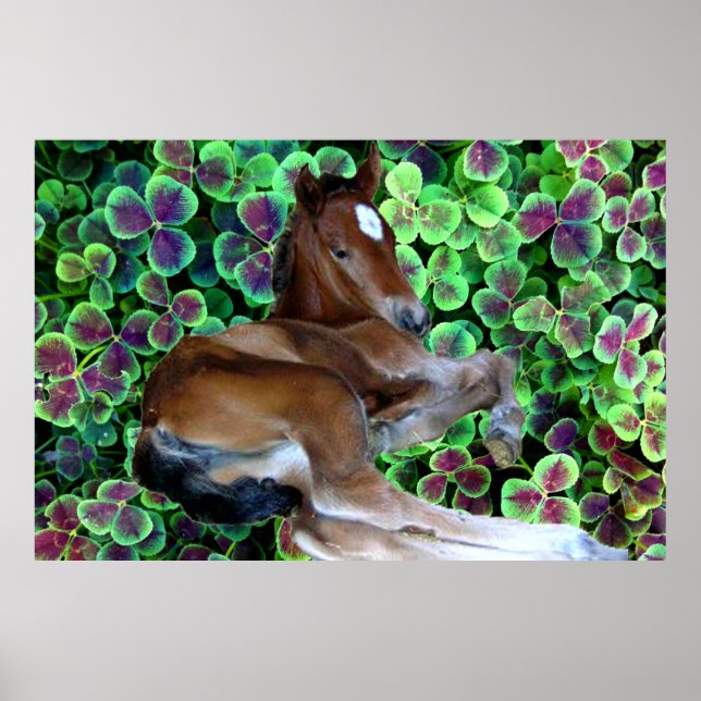 CALISTA IN KLÖVER POSTER (Framsidan)