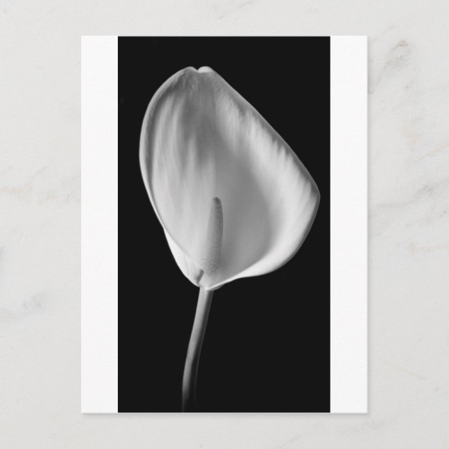 Calla #2 vykort (Framsida)