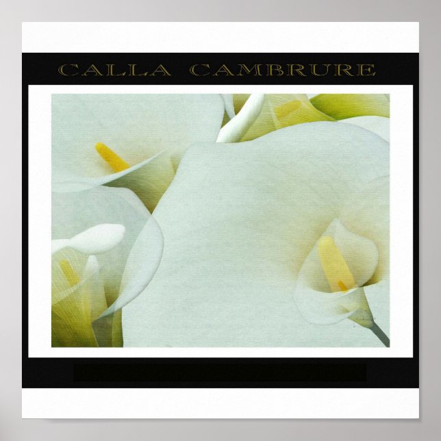 Calla_Cambrure Poster (Framsidan)