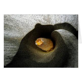 Calla Closeup Hälsningskort