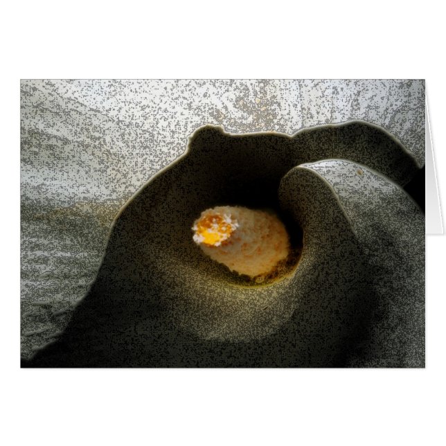 Calla Closeup Hälsningskort (Framsidan Horizontal)