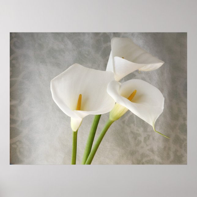 Calla lilies apron poster stor (Framsidan)