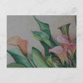 Calla Lilies art Postcard Vykort