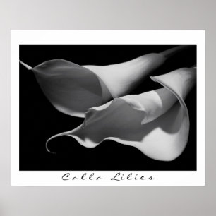 Calla Lilies i B&W Poster