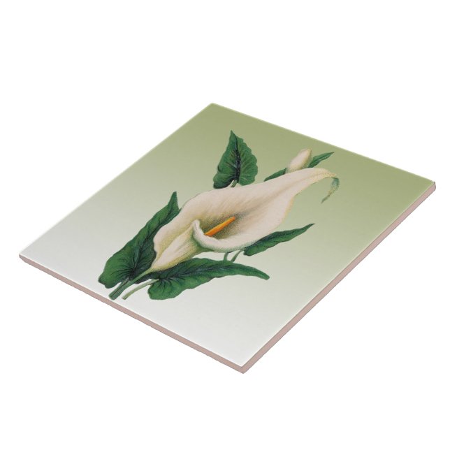 Calla Lilies Kakelplatta (Sidan)
