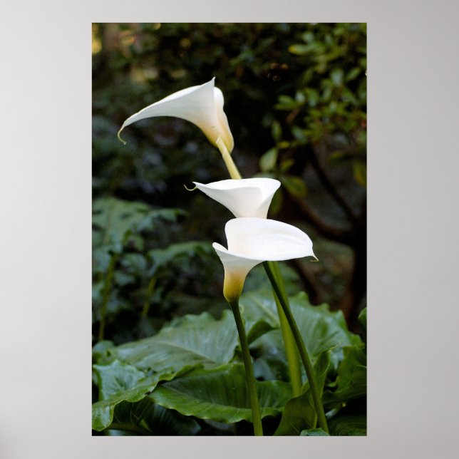Calla Lilies Poster (Framsidan)