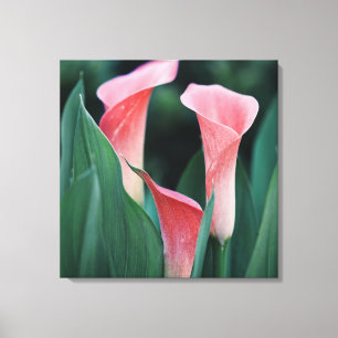 Calla Lilies Rosa Flowers Canvastryck