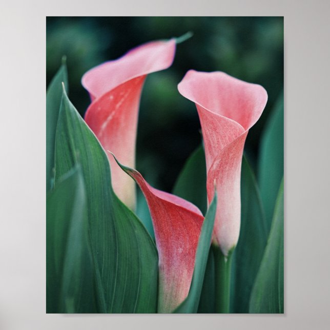 Calla Lilies Rosa Flowers Poster (Framsidan)