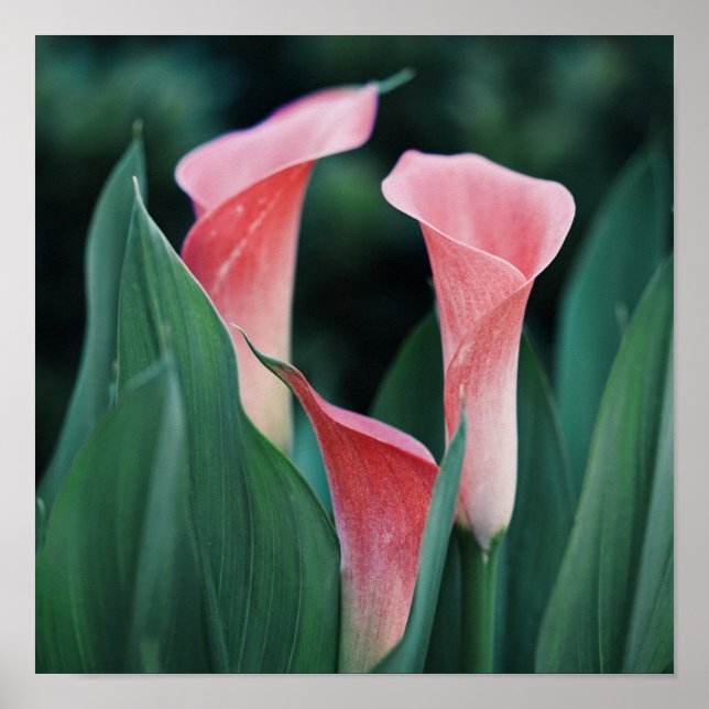 Calla Lilies Rosa Flowers Poster (Framsidan)