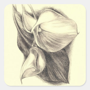 Calla Lilies Teckning Fyrkantigt Klistermärke