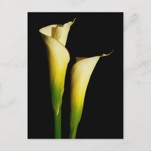 Calla Lilies Vykort