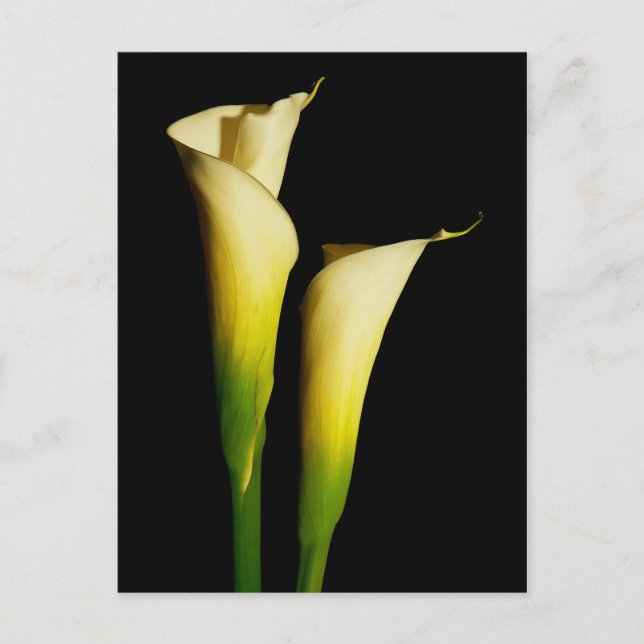 Calla Lilies Vykort (Framsida)
