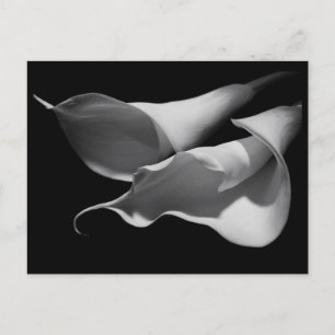 Calla Lilies Vykort