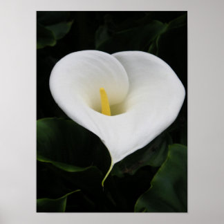 Calla lilja poster