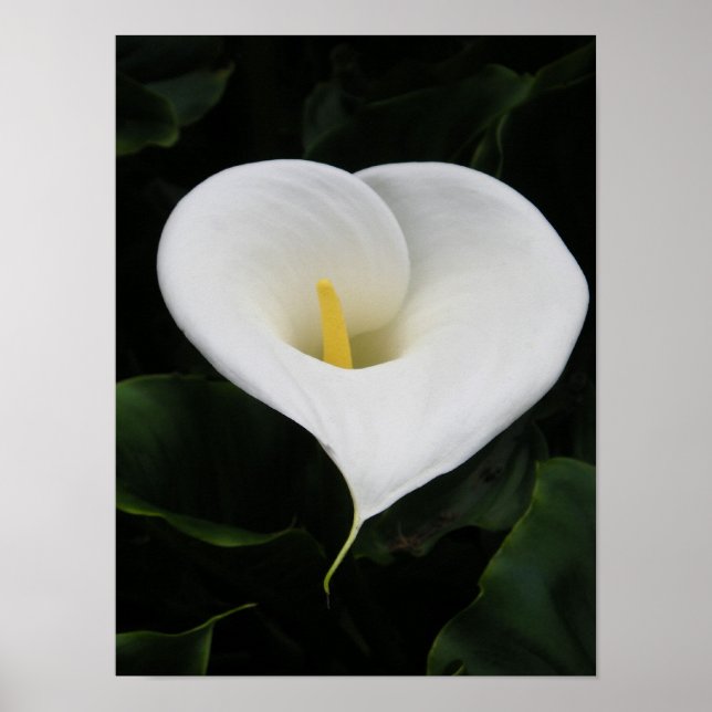 Calla lilja poster (Framsidan)