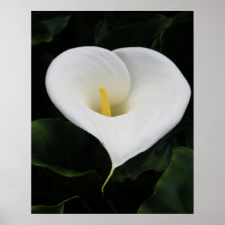 Calla lilja poster