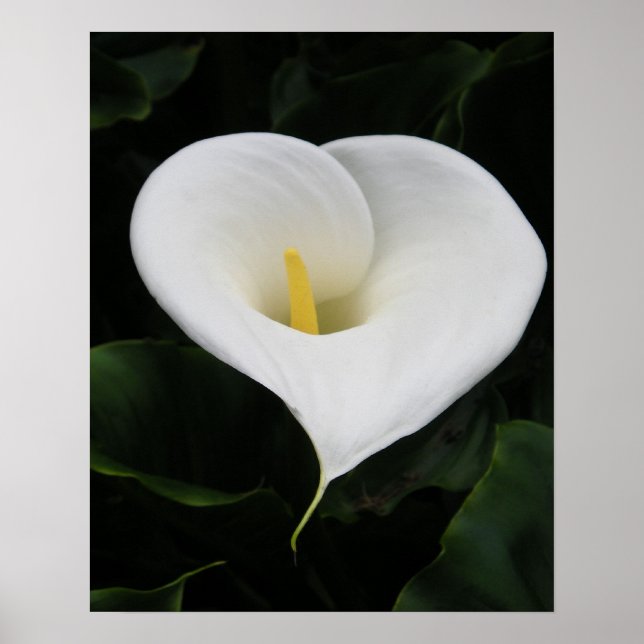 Calla lilja poster (Framsidan)