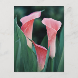 Calla liljor rosa blommor vykort