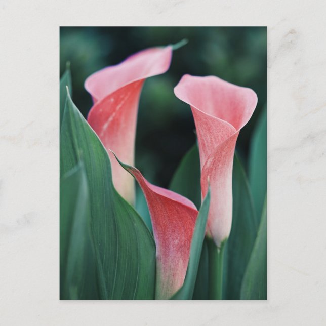 Calla liljor rosa blommor vykort (Framsida)
