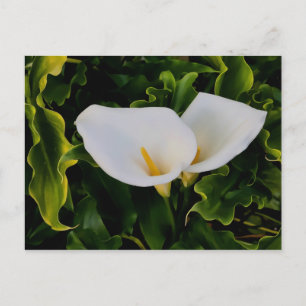 CALLA LILJOR VYKORT