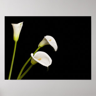 Calla lillies print poster