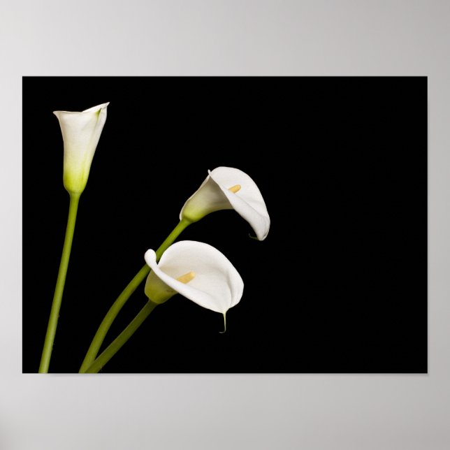 Calla lillies print poster (Framsidan)