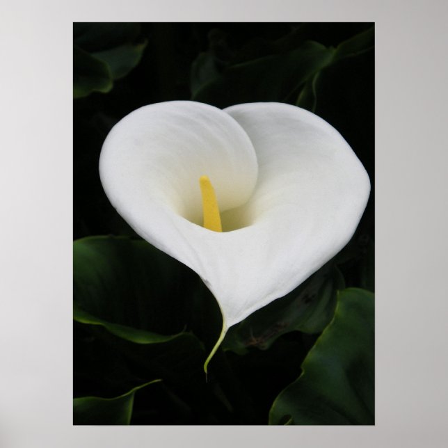 Calla Lilly Poster (Framsidan)