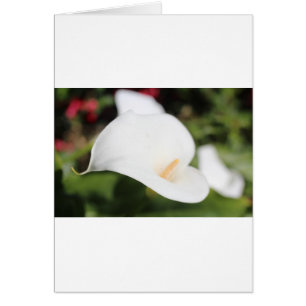 Calla Lilly Romantik Hälsningskort