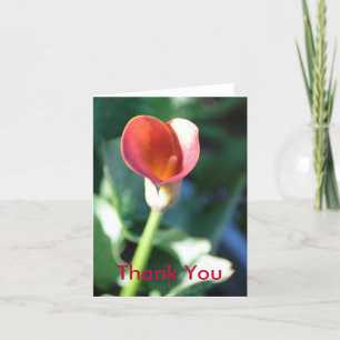 Calla Lilly, tack Kort