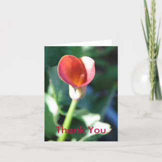 Calla Lilly, tack Kort
