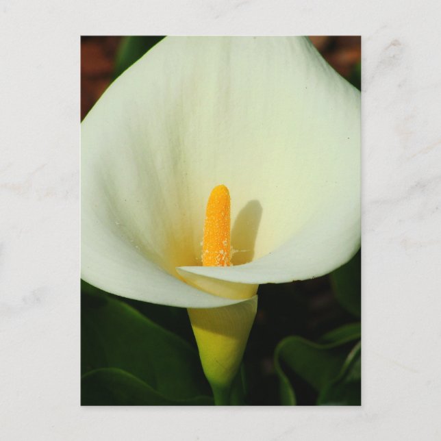 Calla Lilly Vykort (Framsida)