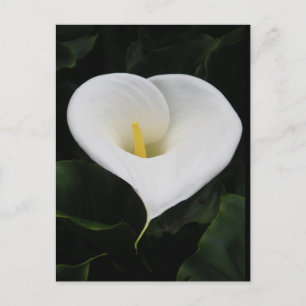 Calla Lilly Vykort