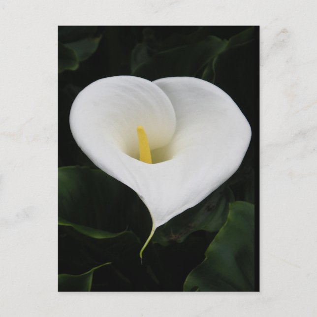 Calla Lilly Vykort (Framsida)