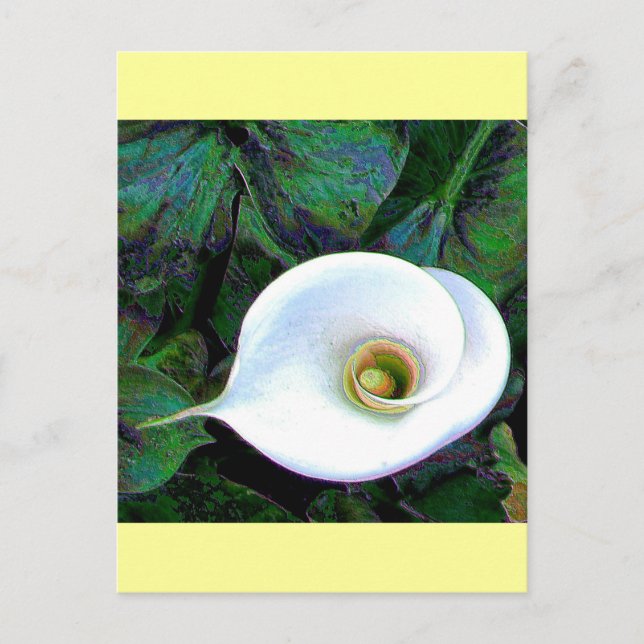 Calla Lily 2011 Vykort (Framsida)